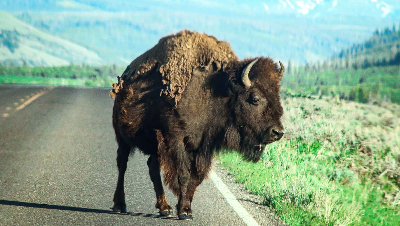 What taxes do LLCs pay in Wyoming?
